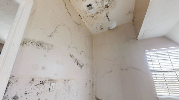  Columbiana, AL Mold Removal Pros