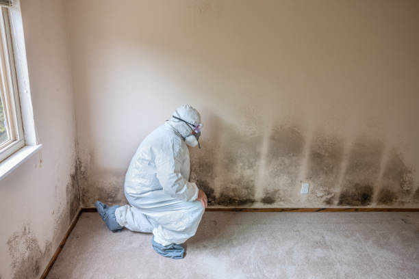 Best Black Mold Removal  in Columbiana, AL